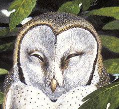 Barn Owl