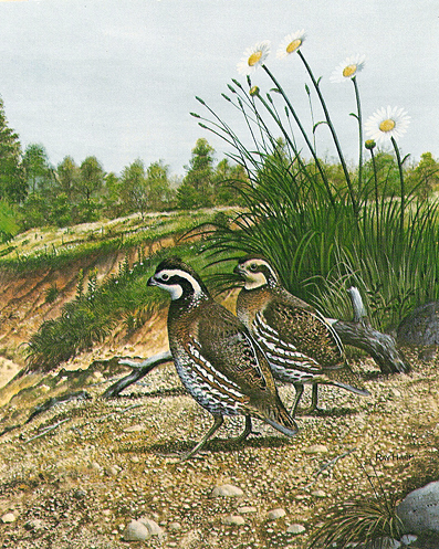 Bobwhite Quail on gravel