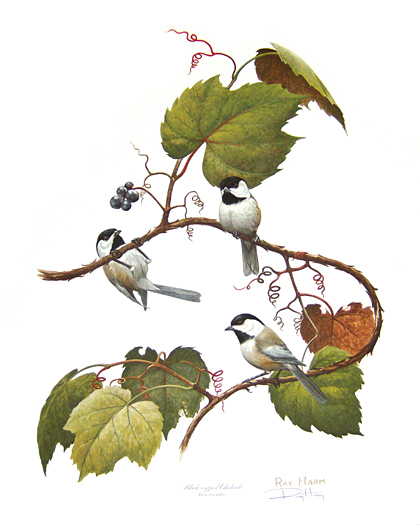 Black Capped Chickadees