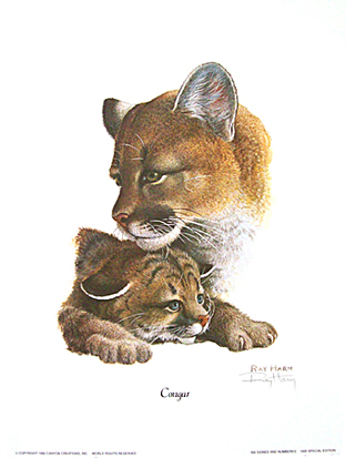 Cougar