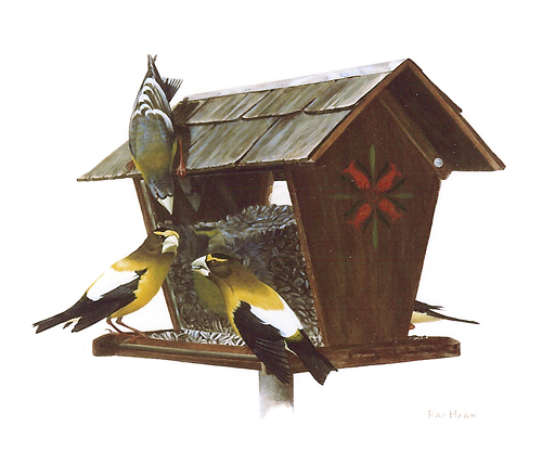 Evening Grosbeak