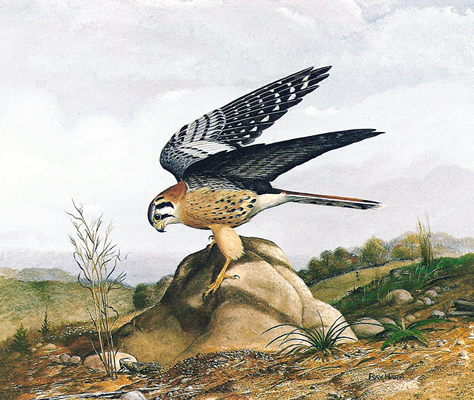 Kestral on Rock