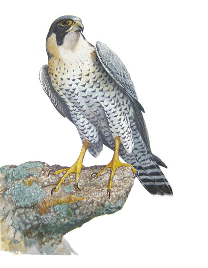 Peregrin Falcon on rock
