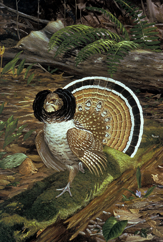 Ruffed Grouse Displaying