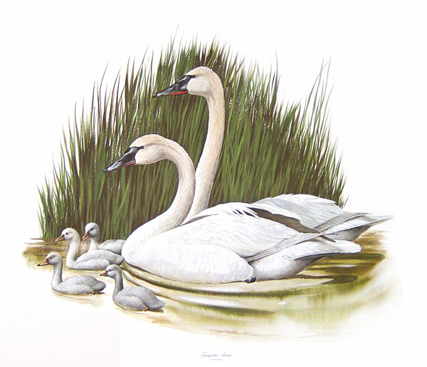 Trumpeter Swans