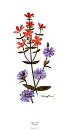 Wildflower Set 1