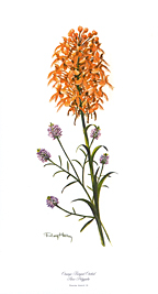 Wildflower Set 2