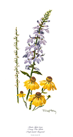 Wildflower Set 3