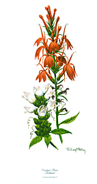 Wildflower Set 5