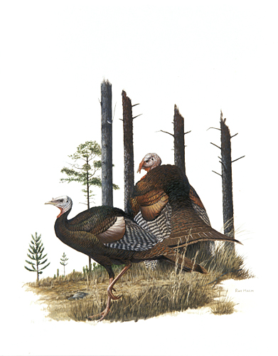 Wild Turkey 1970