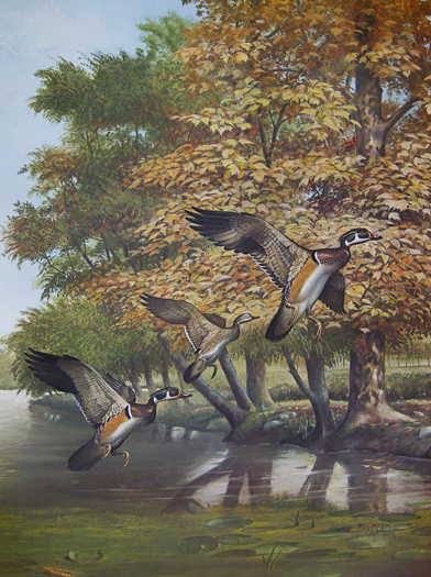 Wood Ducks